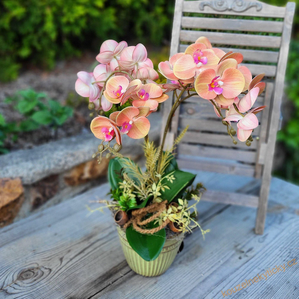 Orchidej barevná - Žluto- růžová