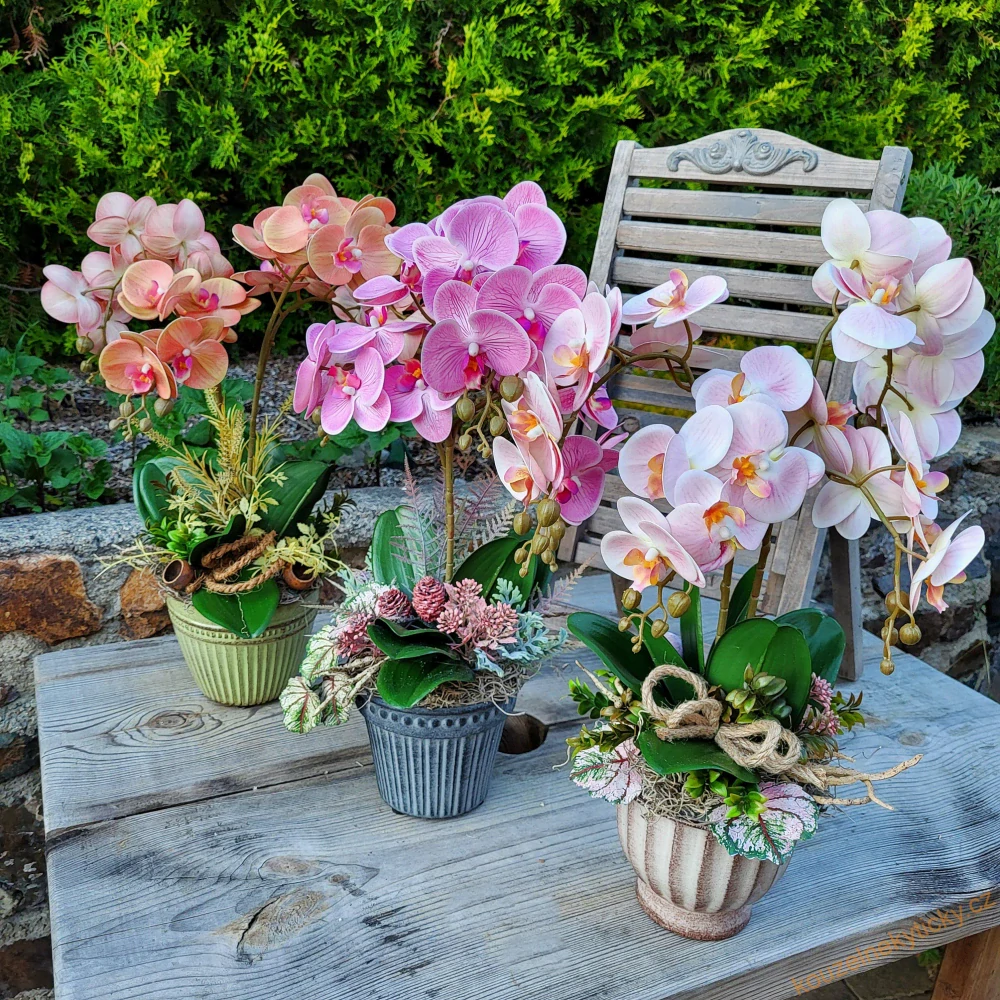 Orchidej barevná - Světle růžová