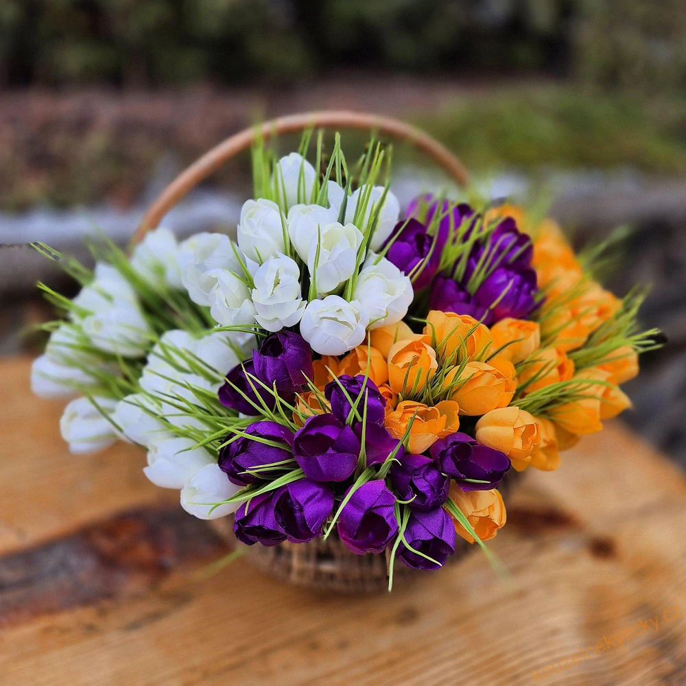 Crocus  fialový 