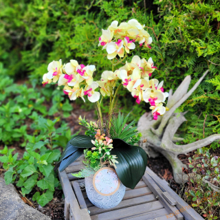 Orchidej aranž - Do žluta 