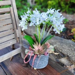 Orchidej květník na nožičkách - Růženka 
