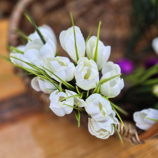 Crocus  bílý 
