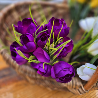 Crocus  fialový 