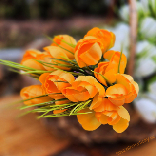 Crocus  oranžový 